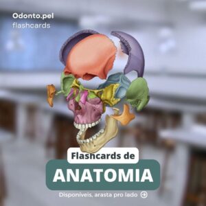 372 Flashcards de Anatomia de cabeça e pescoço: Teoria + Pratica + Questões da prova